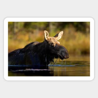 Swimming with Moose - Algonquin Park, Canada Sticker